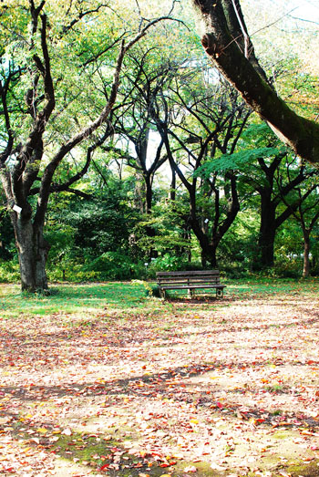 小石川植物園。